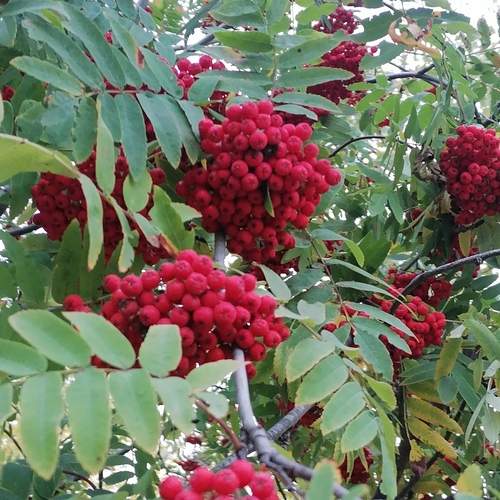 Photo #12596587