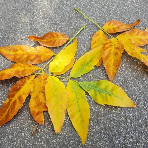 Photo #12596930