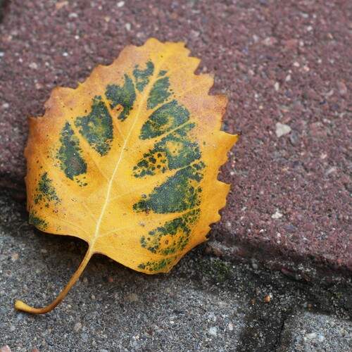 Photo #12597351