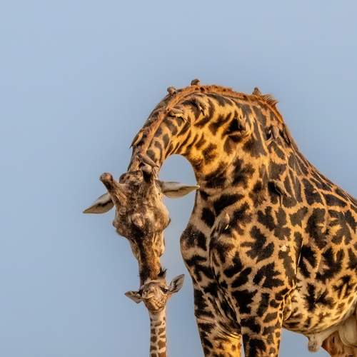 Photo #12597845