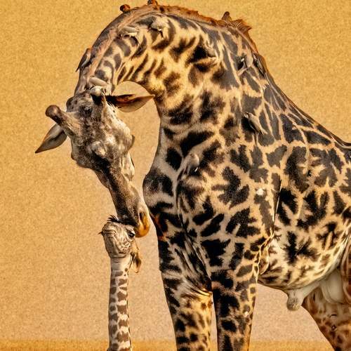 Photo #12597846