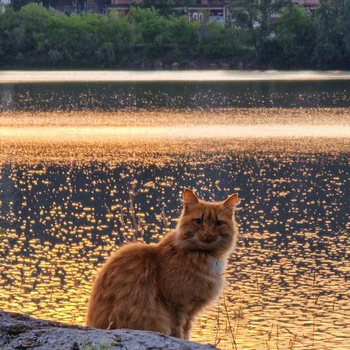 Незнакомец