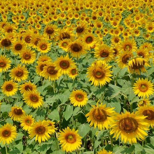 FIELD OF GOLD
