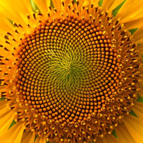 SUNFLOWER IN DETAILS