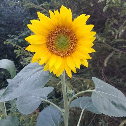 Photo #12599604