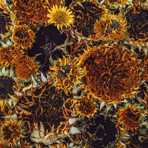 sunflower ornament