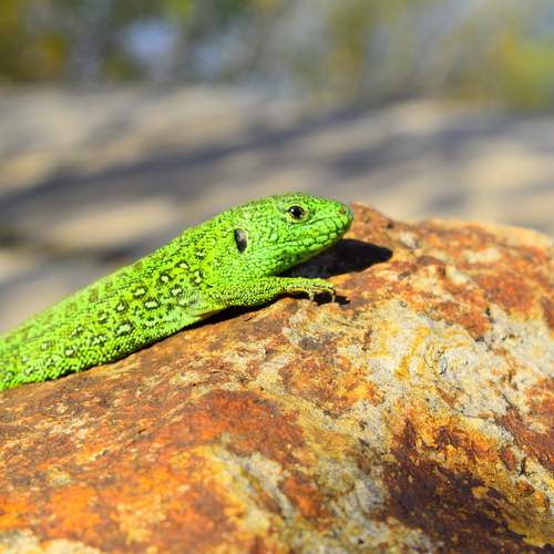 Photo #12600230