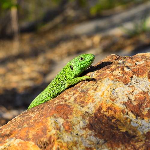Photo #12600232