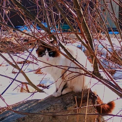 Photo #12600575