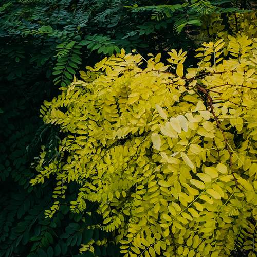 Photo #12600683