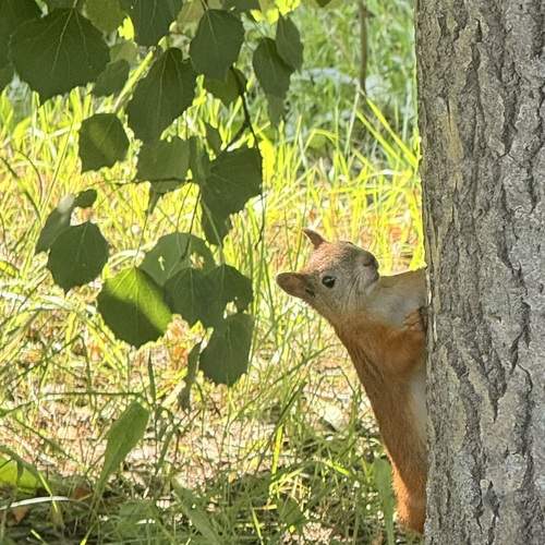 Photo #12600718