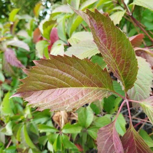 Photo #12600742