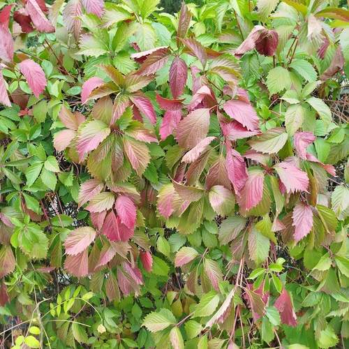 Photo #12600743