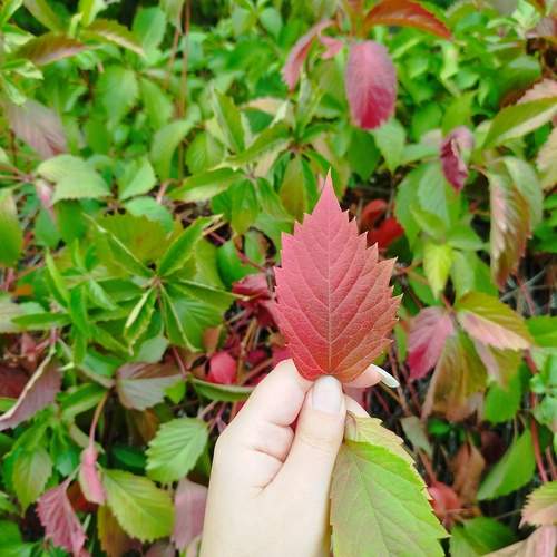Photo #12600760