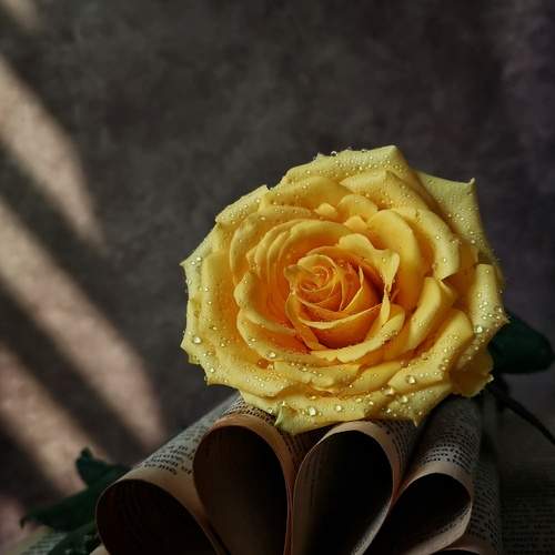 Photo #12600877