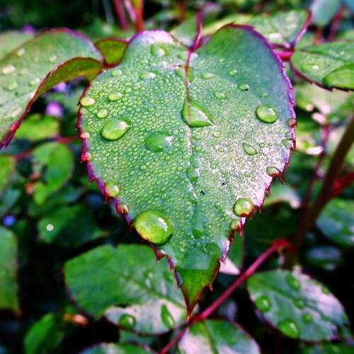 Photo #12600927