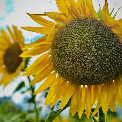 Photo #12601206