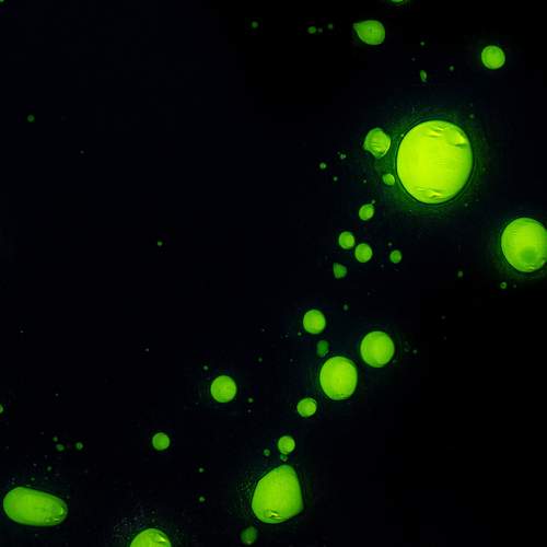 Photo #12602064