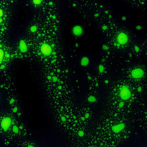 Photo #12602065