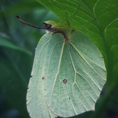 Photo #12602331