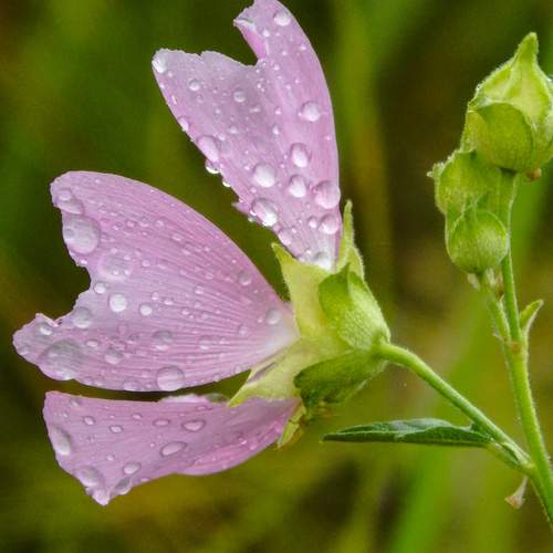Photo #12602975