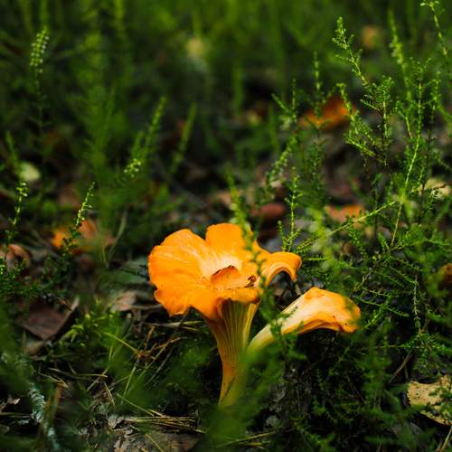 Photo #12603228