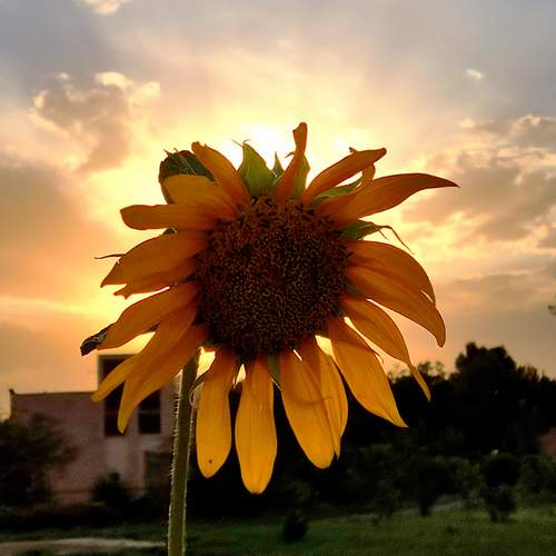 Photo #12603296