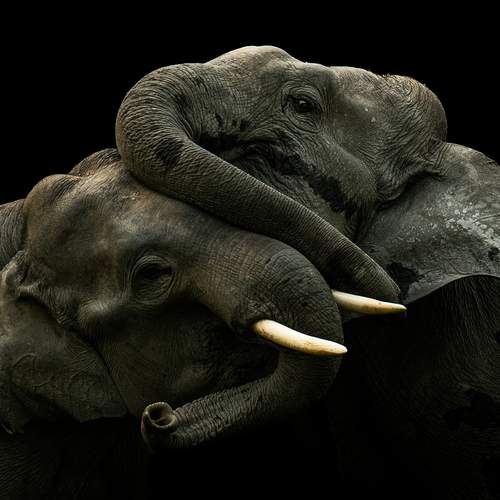 Фотография #12603529