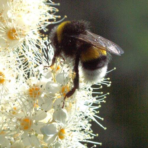 Photo #12603612