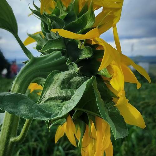 Photo #12604107