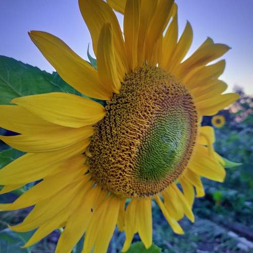 Photo #12604108