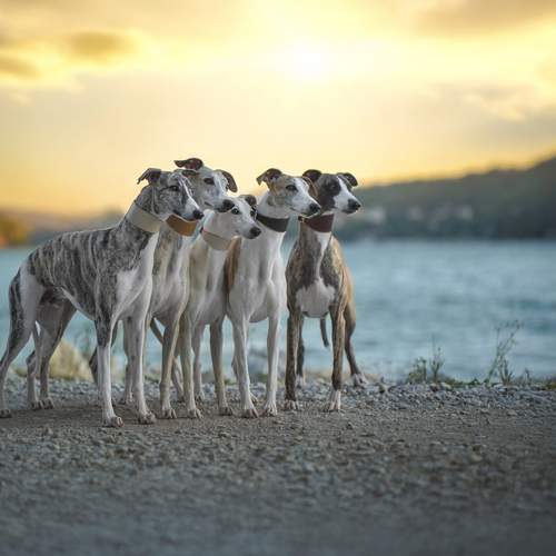 Photo #12605488