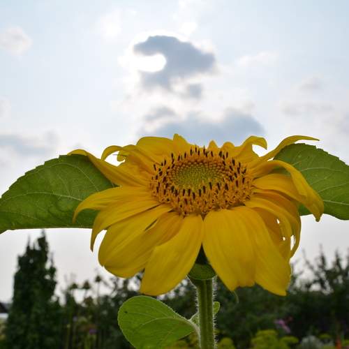 Photo #12606064