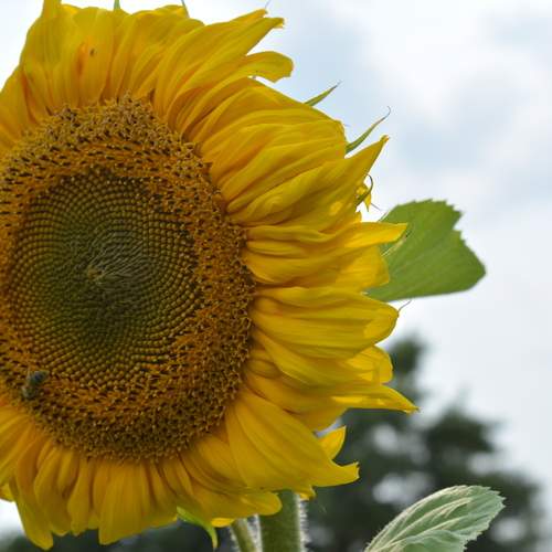 Photo #12606078