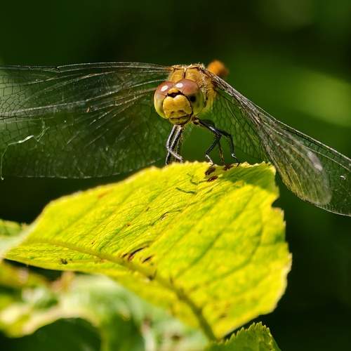 Photo #12606254