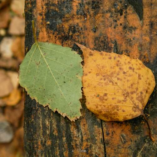 Photo #12606833