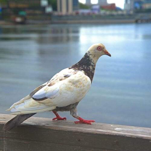 Photo #12606947