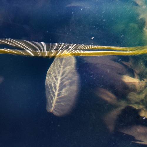 Photo #12607283