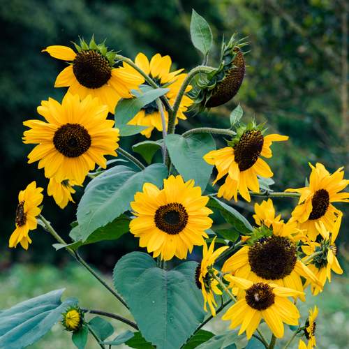 Photo #12608081