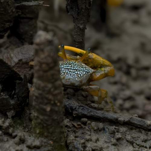 Rhythms of the Shore