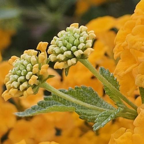 Фотография #12608884