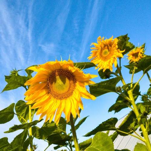 Photo #12608994