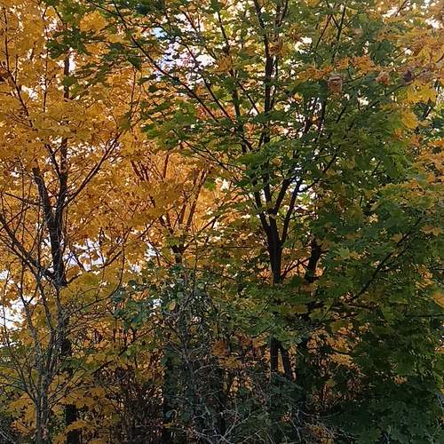 Photo #12609721