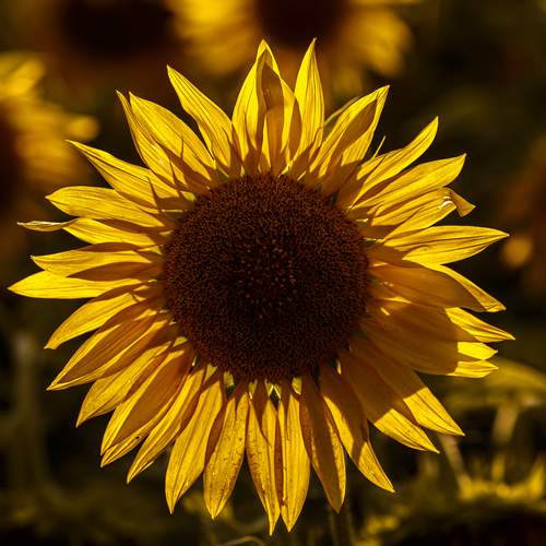 Photo #12610084