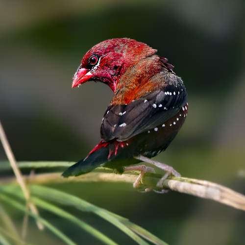 Red Avadavat