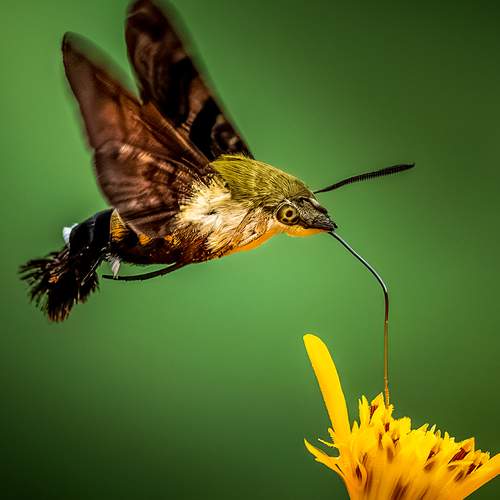 Photo #12610517