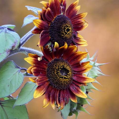 Photo #12610723