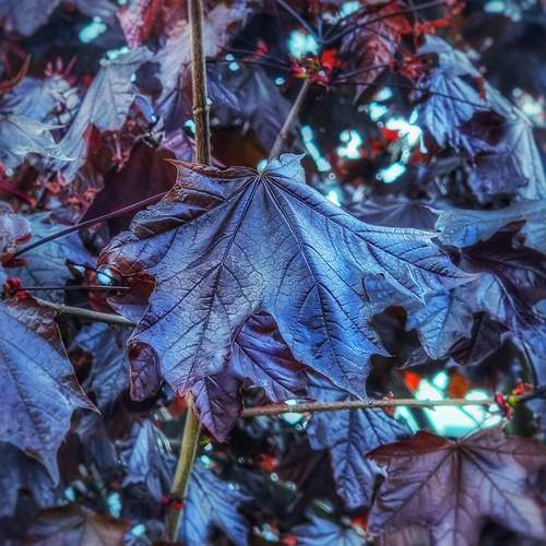 Photo #12611038