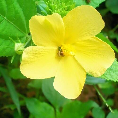 Hibiscus sabdariffa