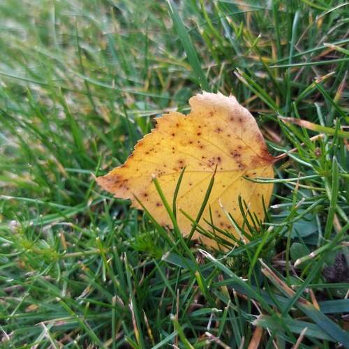 Photo #12612232